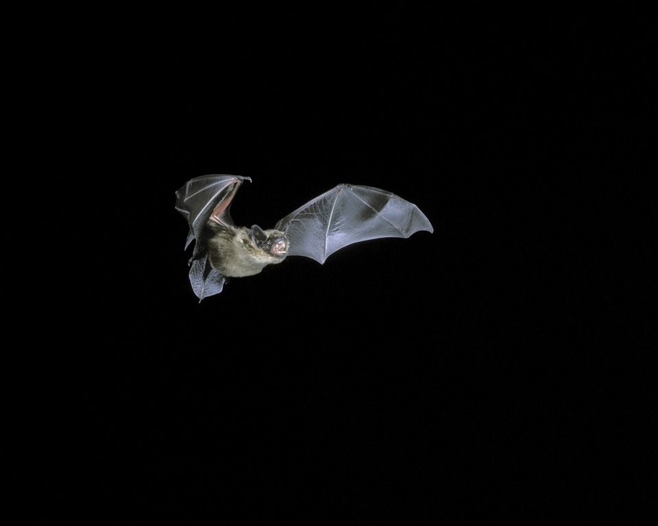 Bat flying in the dark with wings fully spread, silhouetted against a black background.